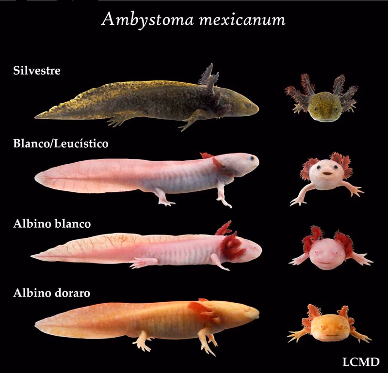 ¿Qué simbolizan los axolotes?