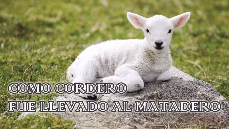 ¿Cómo es el dicho del cordero?