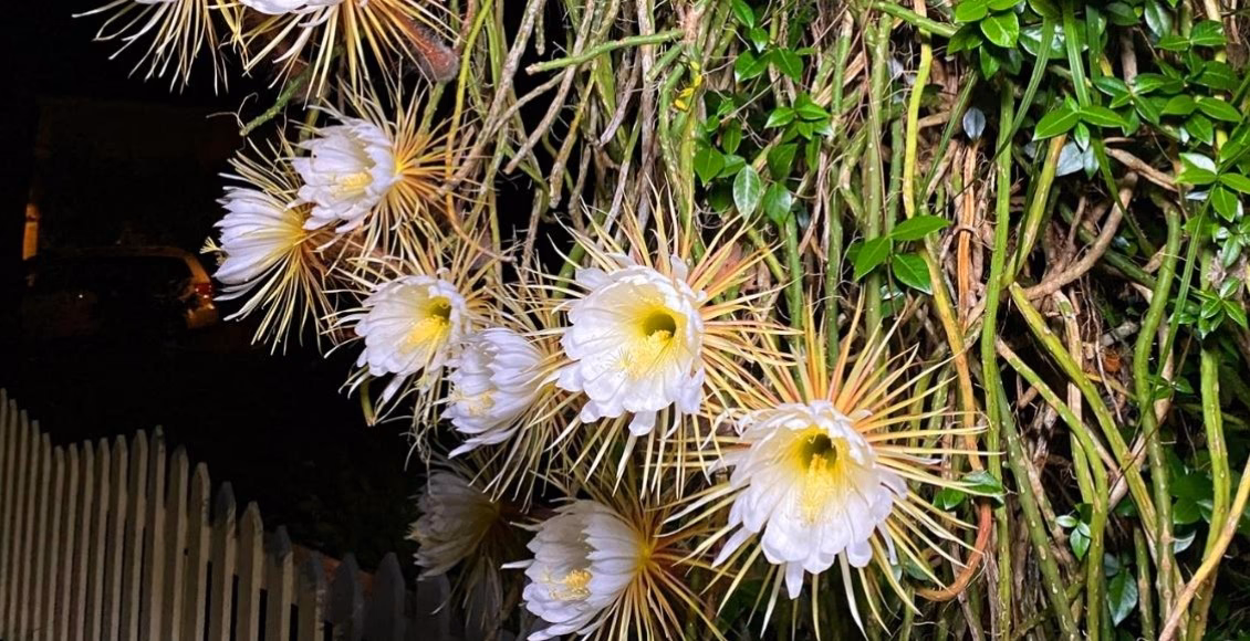 ¿Qué son las flores nocturnas?
