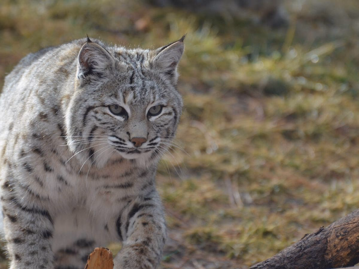 ¿Qué significa la expresión "tener vista de lince"?