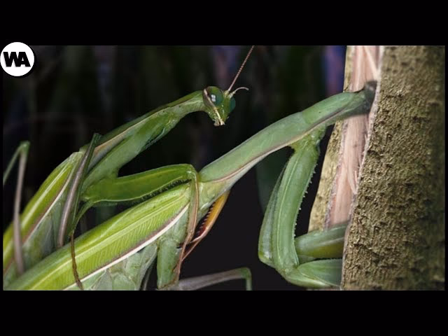 ¿Qué significa muerte al macho?