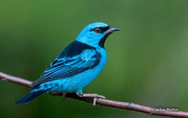 ¿De qué color es el dacnis azul?