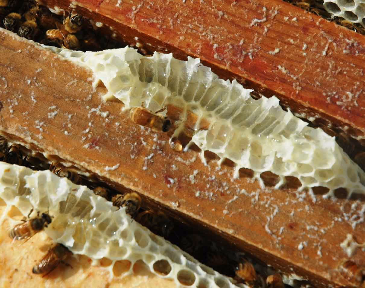 ¿Qué significa cera virgen?