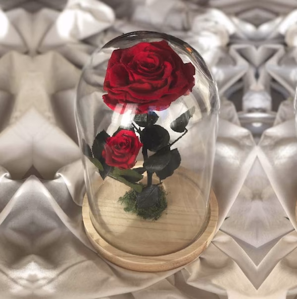 ¿Cuál es el significado de la rosa encantada?