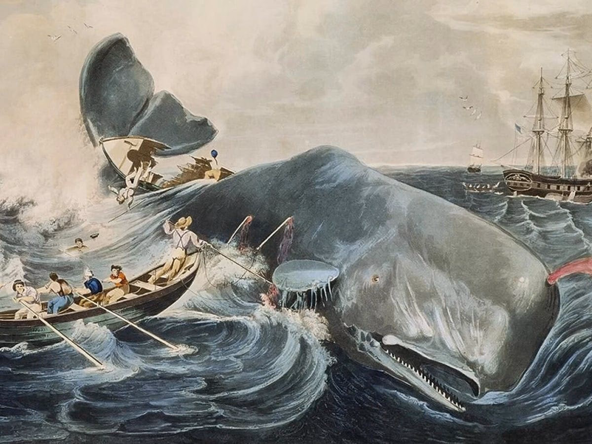 ¿Qué tipo de ballena era Movidic?