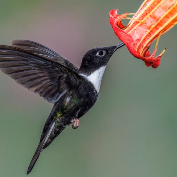 ¿Qué significado tiene el pajarito picaflor?