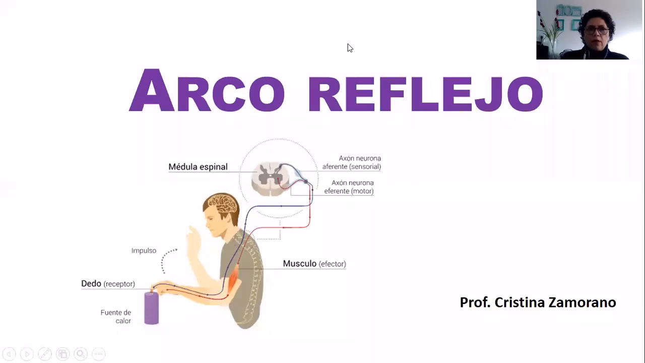 ¿Qué representa el arco reflejo?