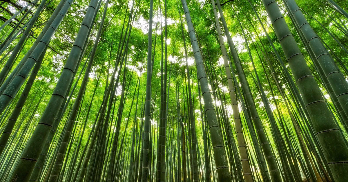 ¿Cuál es la metáfora del árbol de bambú?