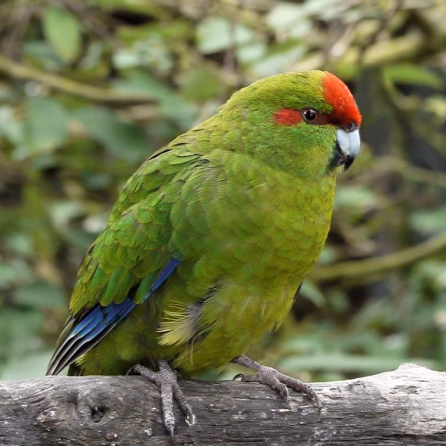 ¿Qué significa como dijo la cotorra?