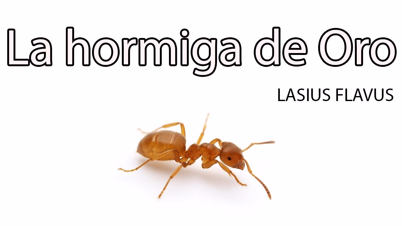 ¿Qué pueden simbolizar las hormigas?