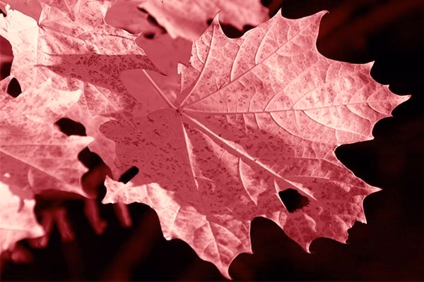 ¿Qué es una metáfora memorable?