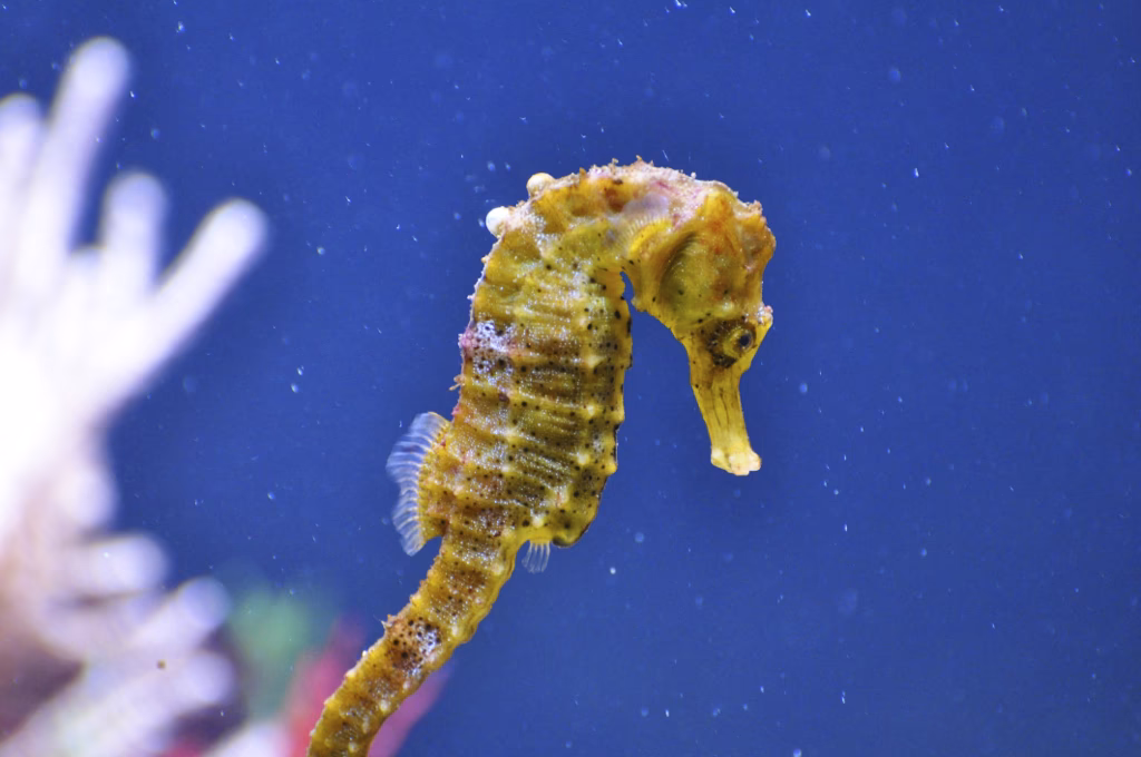 ¿Cuál es el significado de los caballitos de mar?