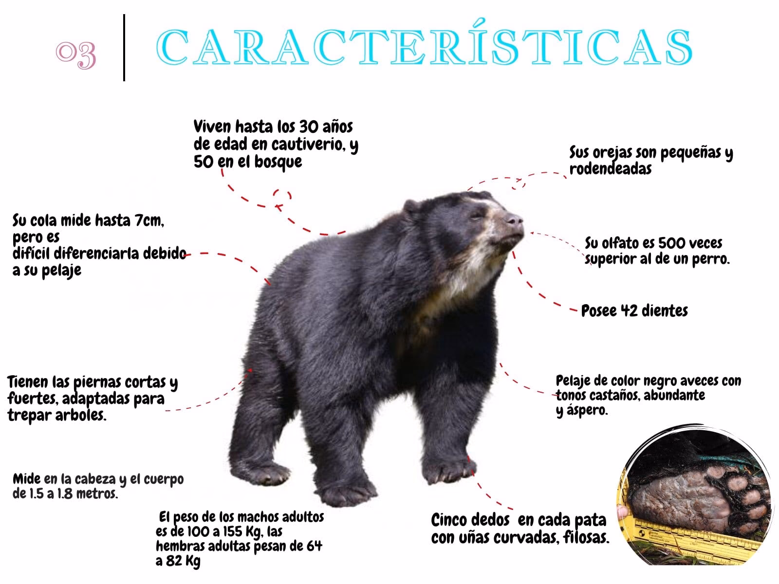¿Qué valor posee el oso de anteojos?