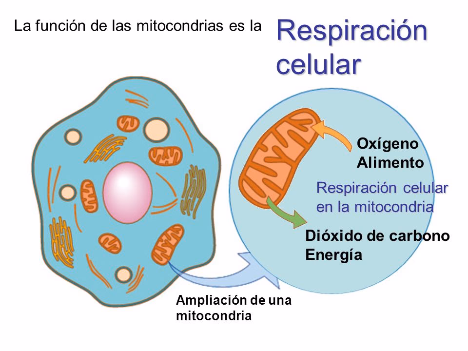 ¿Cuáles son los 3 productos de la respiración celular?