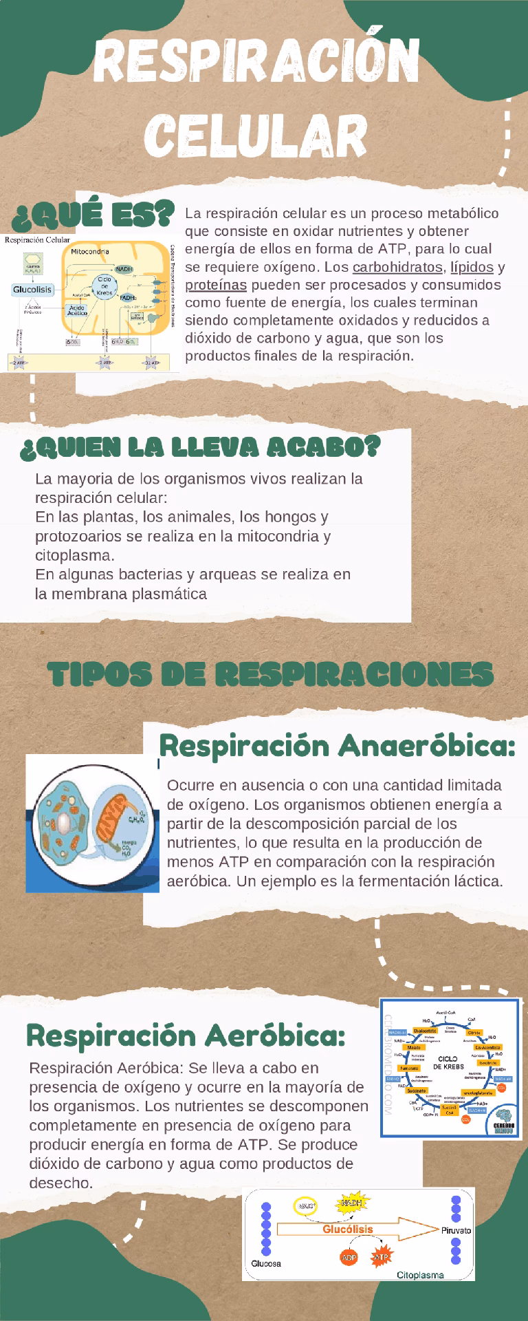 ¿Cuál es la importancia de la respiración celular para la vida?
