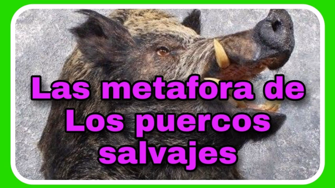 ¿Cuáles son algunos dichos y curiosidades sobre cerdos?