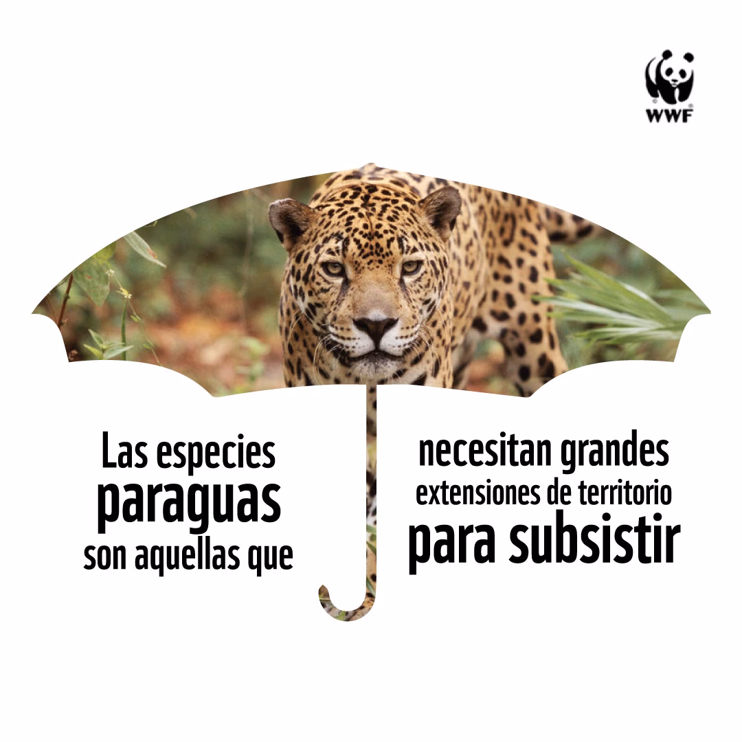 ¿Qué hacemos en WWF?