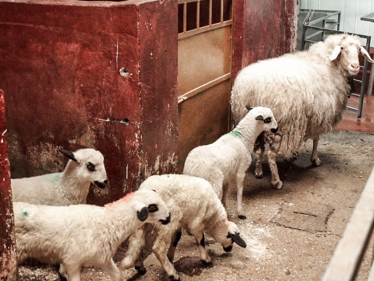 ¿Cómo es el cordero llevado al matadero?