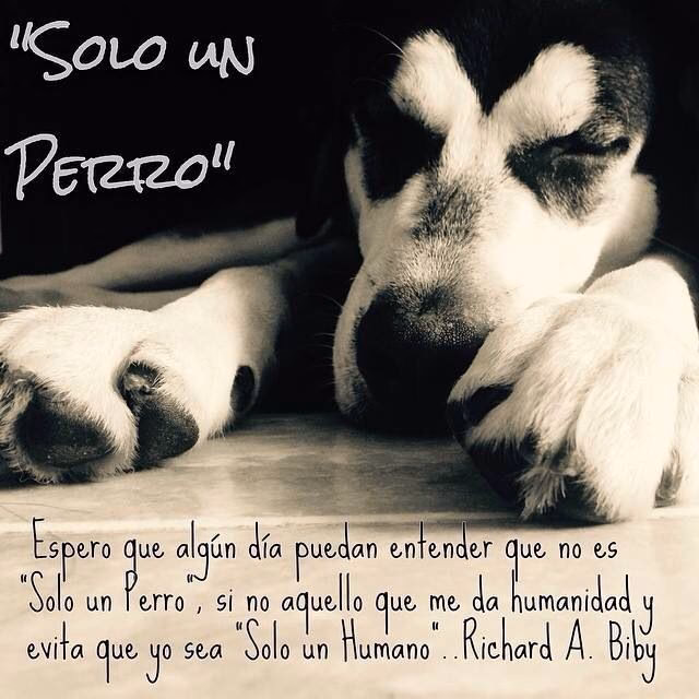 ¿Cuáles son algunos dichos bonitos sobre los perros?