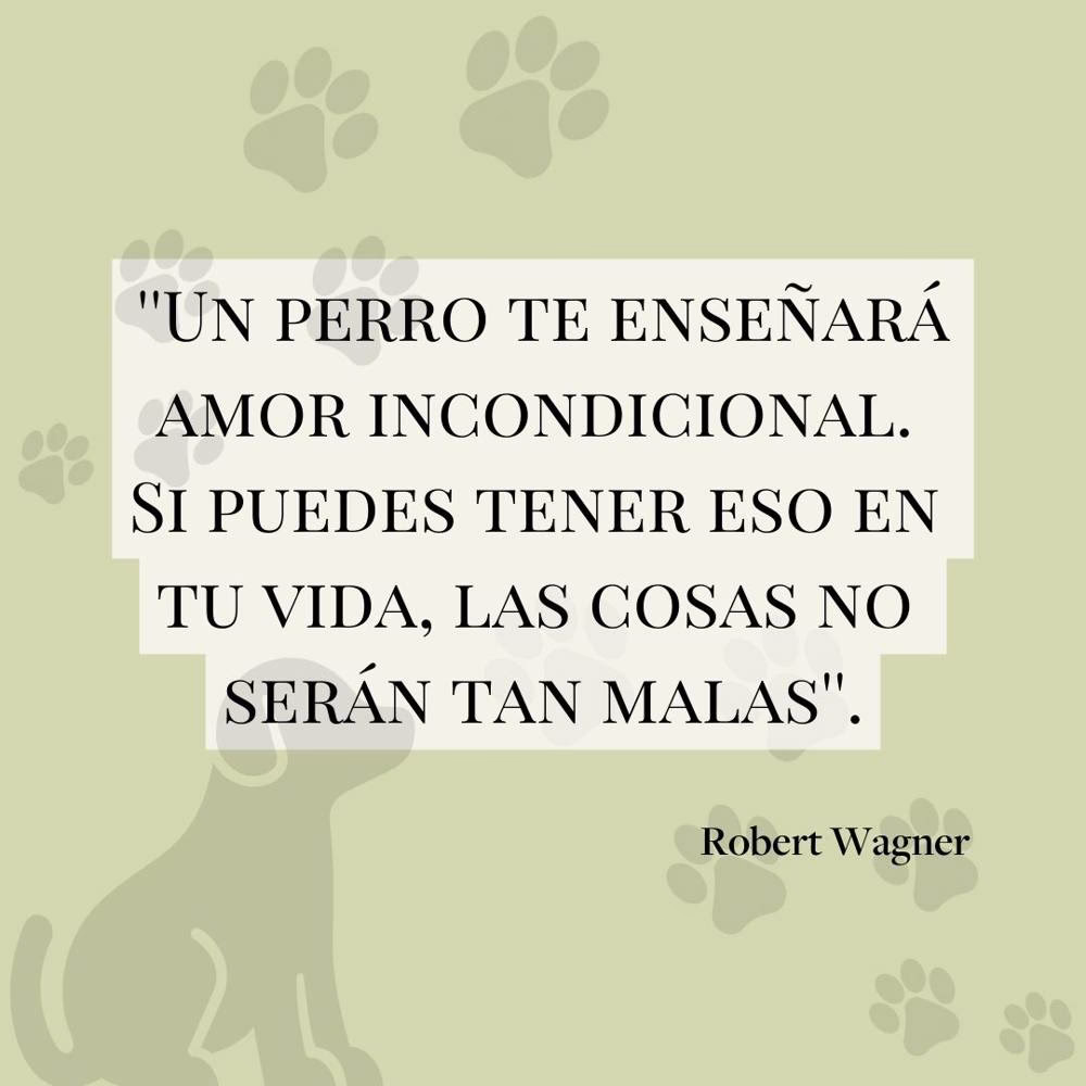 ¿Qué frases bonitas puedo dedicar a mi perro?