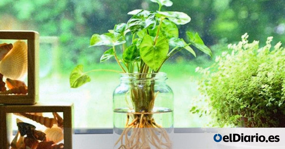 ¿Qué hacer con una planta pasada de agua?