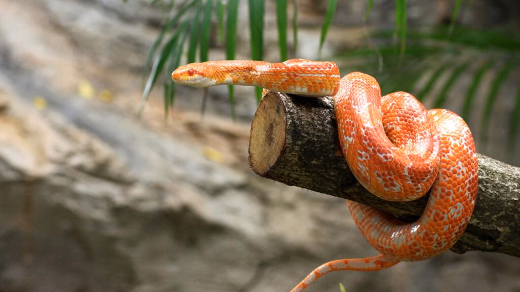 ¿Fue la serpiente una metáfora?