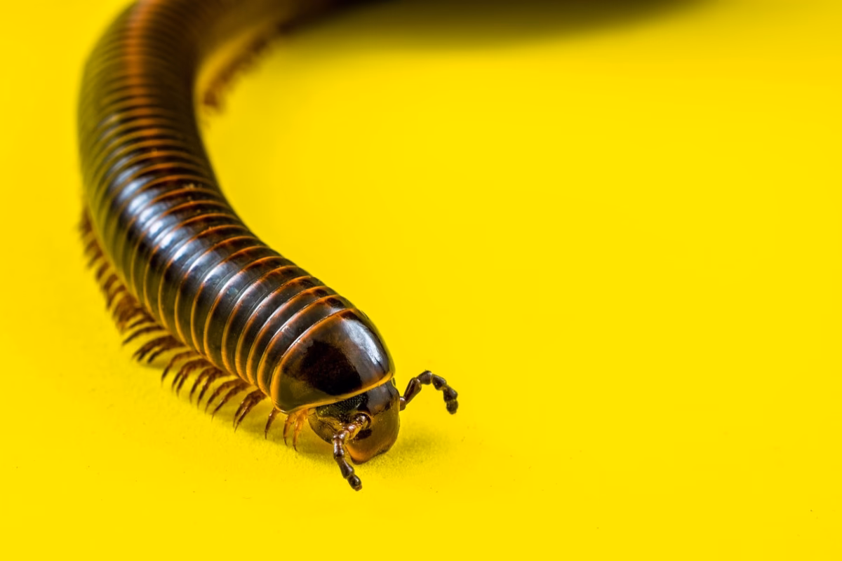 ¿Cuál es el simbolismo del ciempiés?