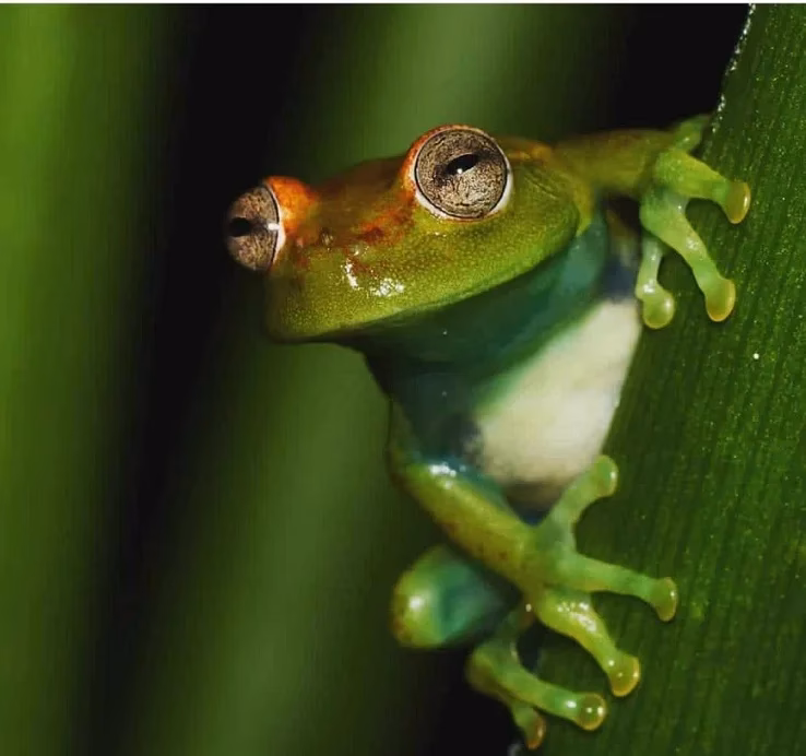 ¿Qué significa el canto de las ranas?
