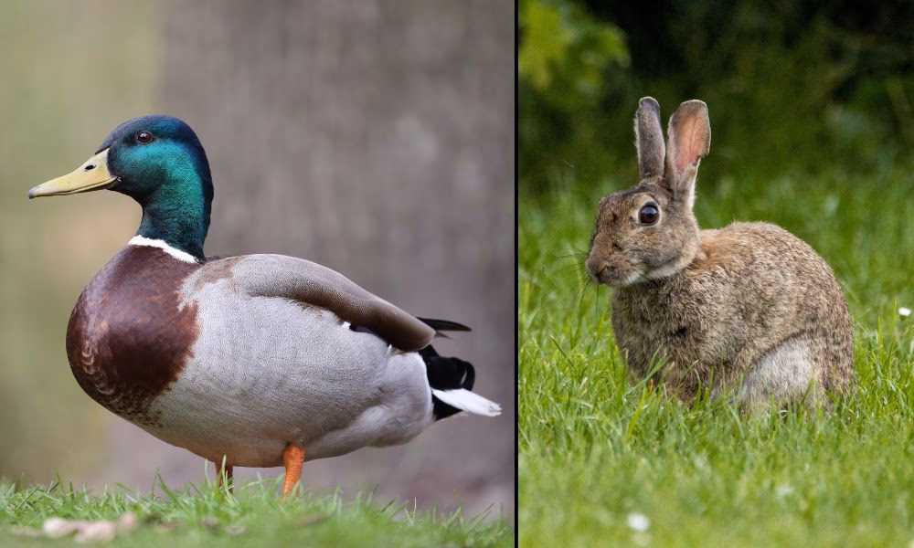 ¿Qué es la teoría de la ilusión del pato y el conejo?