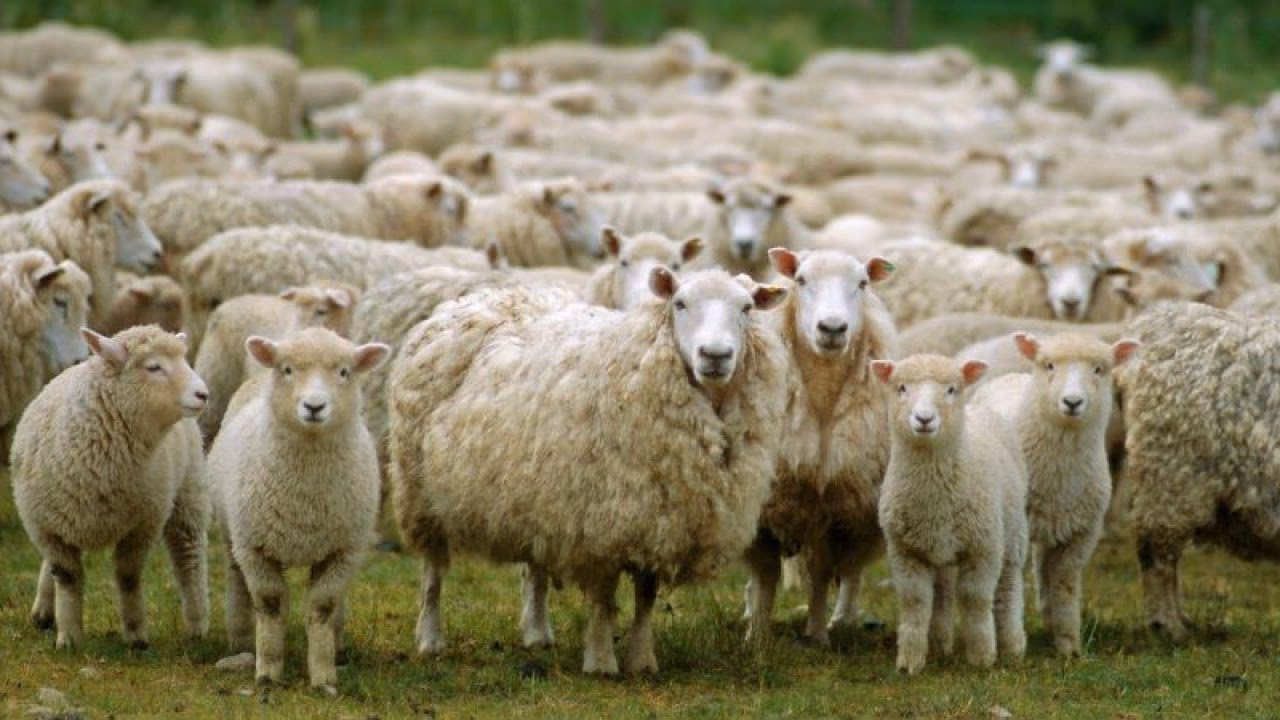 ¿Qué es la filosofía del rebaño de Nietzsche?