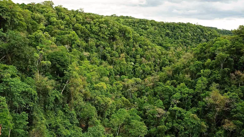 ¿Cuáles son algunos datos curiosos sobre la selva misionera?