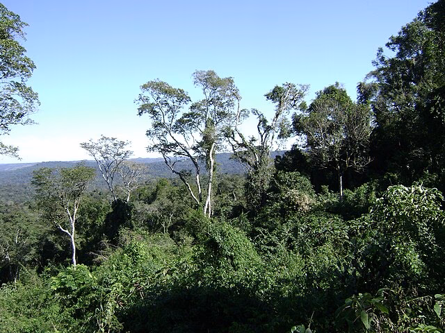 ¿Qué significa selva misionera?