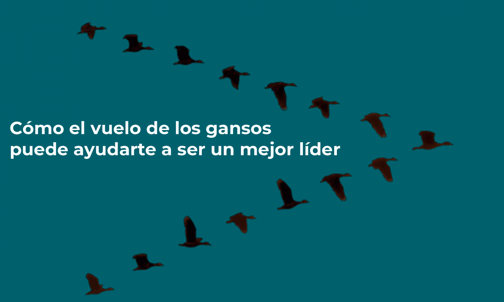 ¿Qué significa que te llamen ganso?