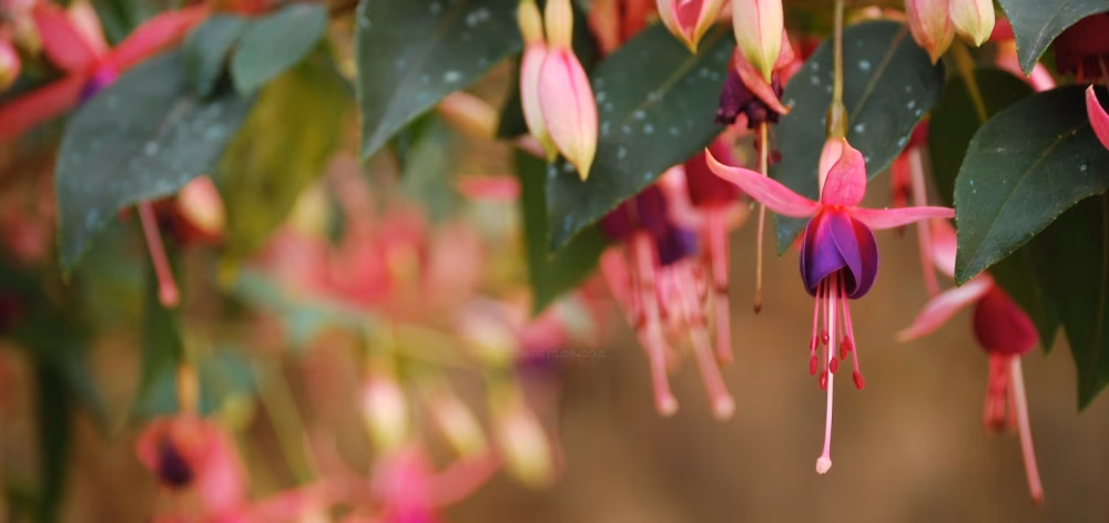 ¿Qué significa el color fucsia en la personalidad?
